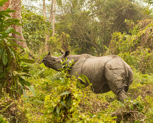 Kathmandu - Pokhara - Chitwan Tour 6 Nights & 7 Days